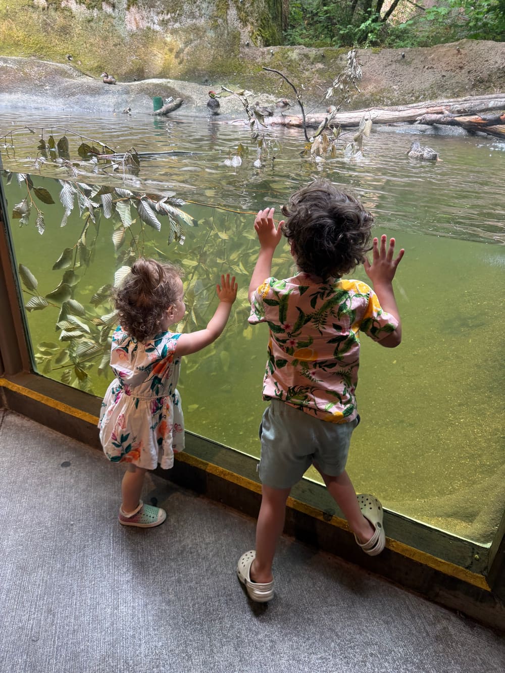 The Oregon Zoo, through the glass.