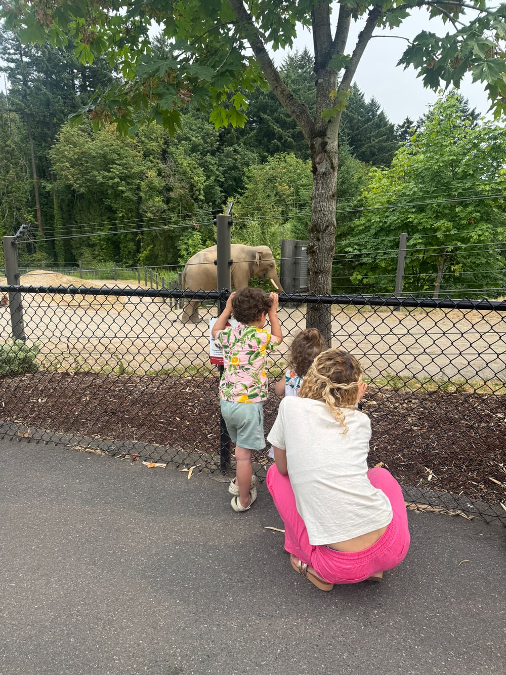 The elephants.